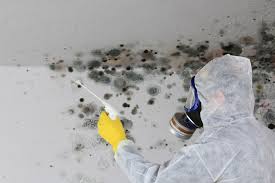 Environmental Consulting for Mold Prevention in Dothan, AL